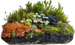 haring Knowledge of Australian Ecology